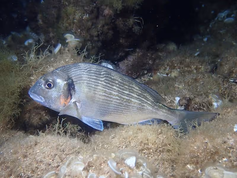 Dokumentasi Sparus aurata