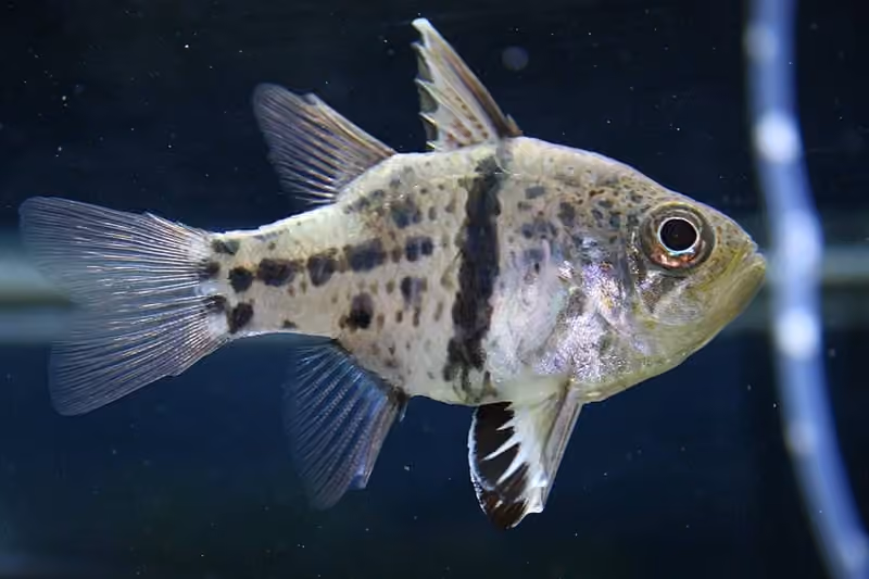 Dokumentasi Sphaeramia orbicularis