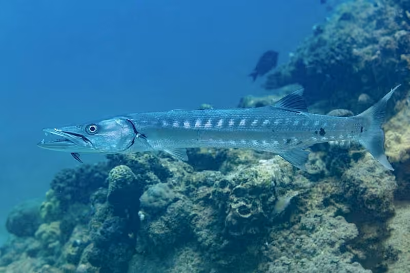 Dokumentasi Sphyraena barracuda