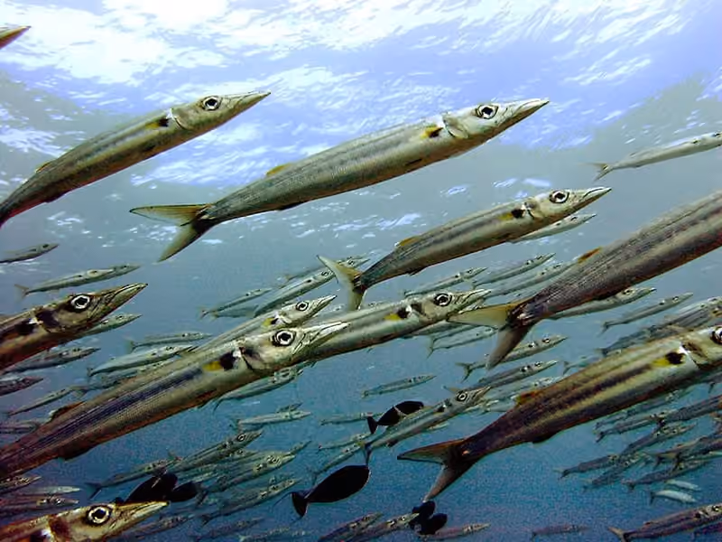 Dokumentasi Sphyraena forsteri