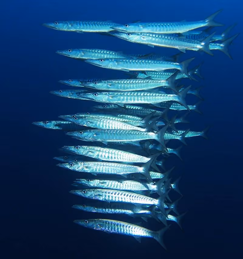 Dokumentasi Sphyraena qenie