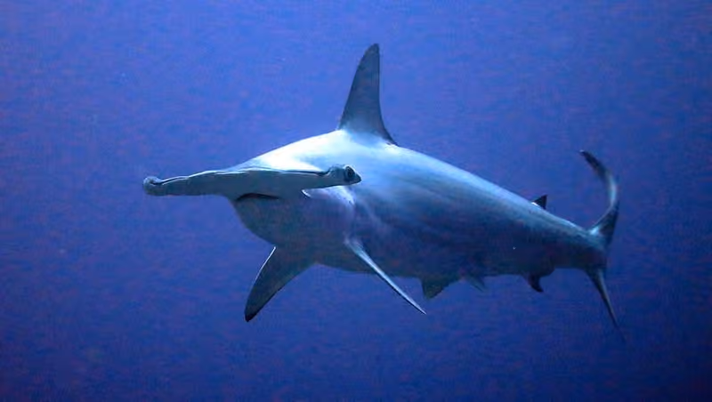 Dokumentasi Sphyrna lewini
