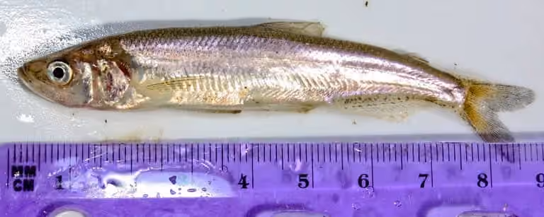 Dokumentasi Spirinchus thaleichthys