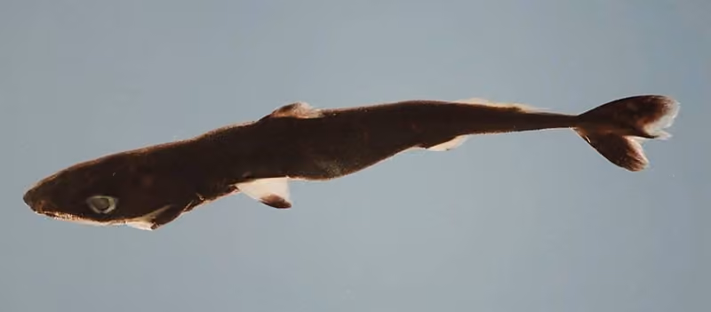 Dokumentasi Squaliolus laticaudus