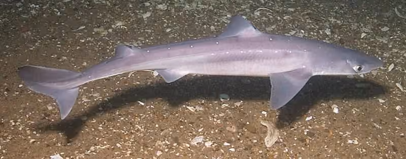 Dokumentasi Squalus acanthias