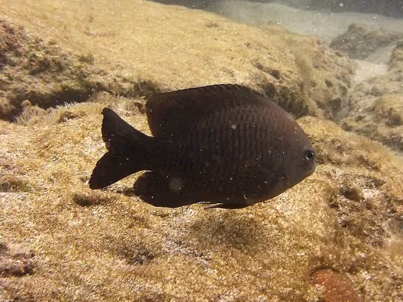 Dokumentasi Stegastes adustus