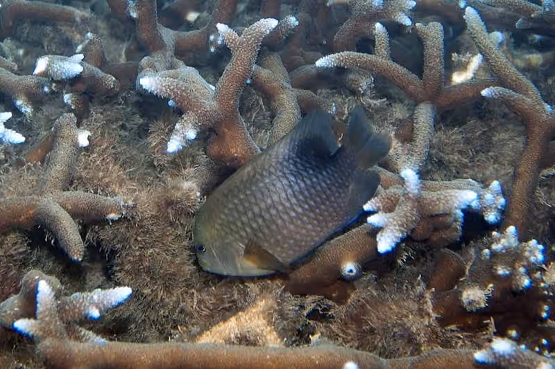 Dokumentasi Stegastes punctatus