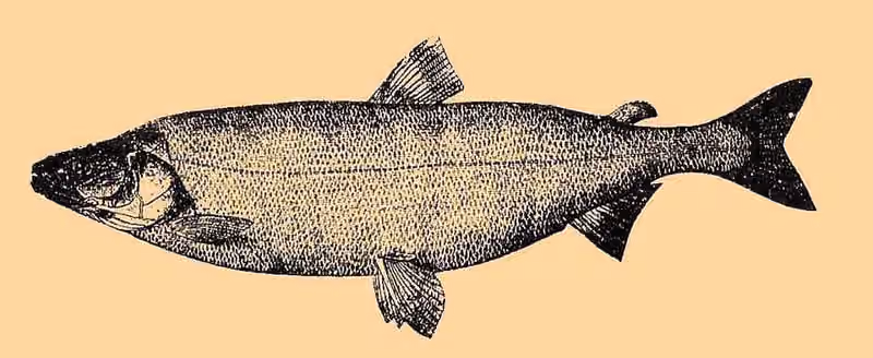 Ilustrasi dokumenter Stenodus leucichthys.