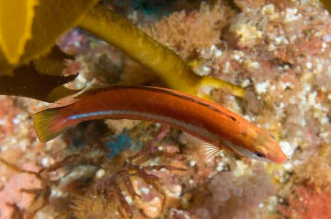Dokumentasi Suezichthys aylingi