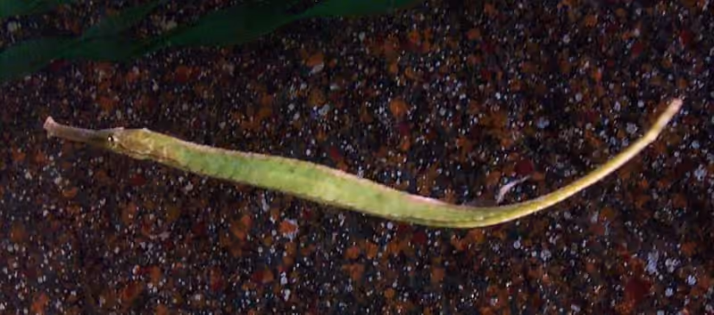 Dokumentasi Syngnathoides biaculeatus