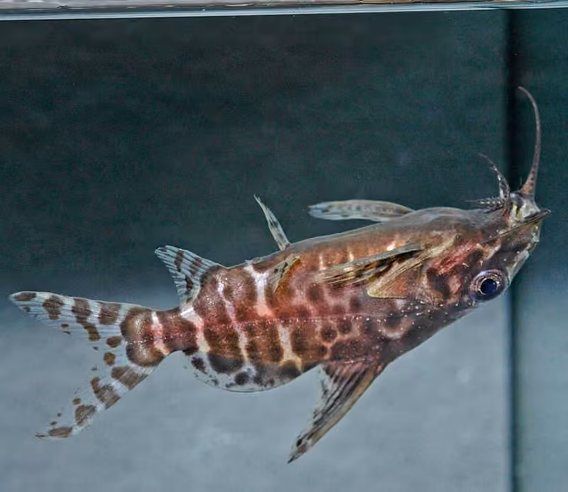 Dokumentasi Synodontis batensoda