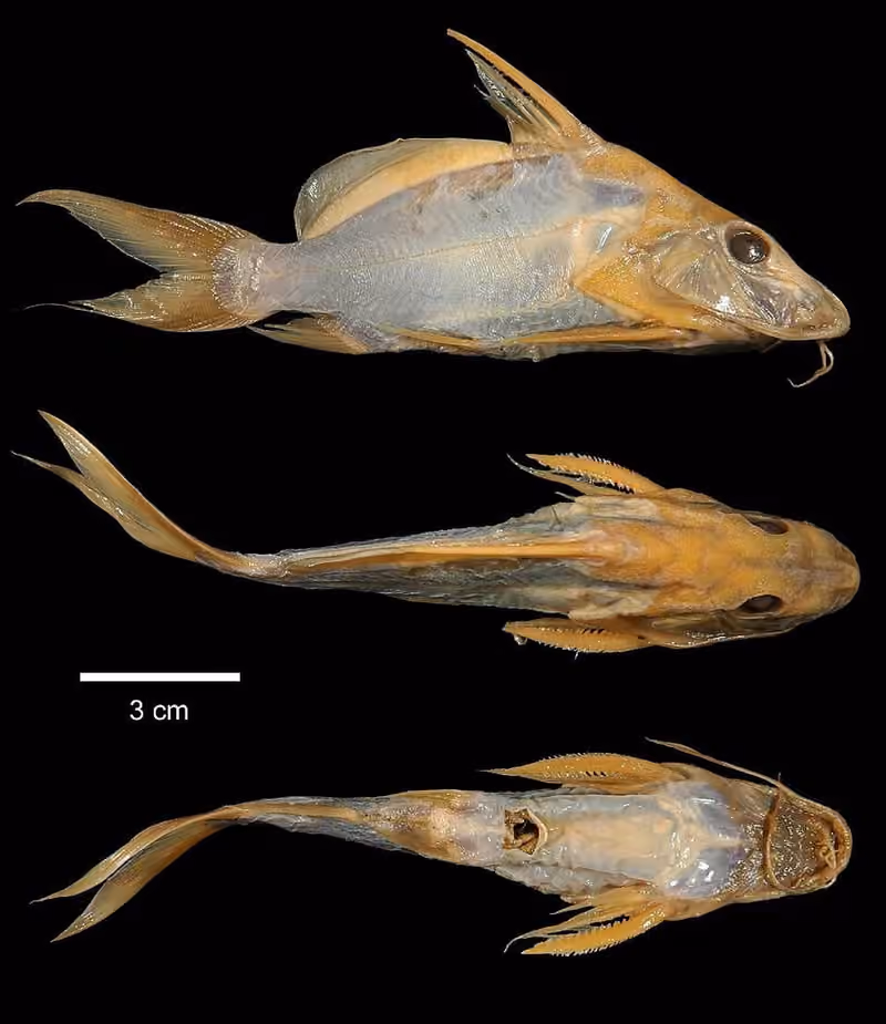 Beberapa tampilan spesimen Synodontis membranaceus dengan skala pada latar gelap.