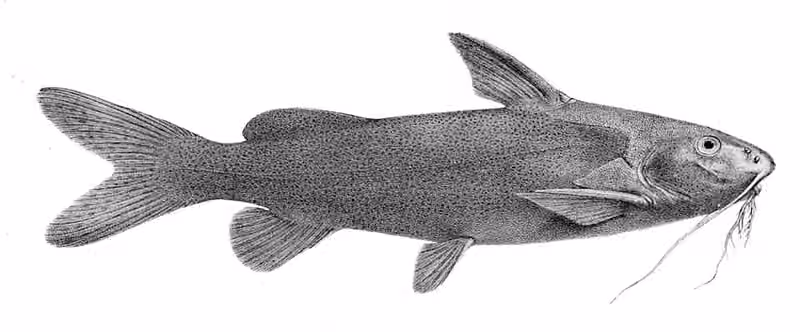 Ilustrasi dokumenter Synodontis schall.
