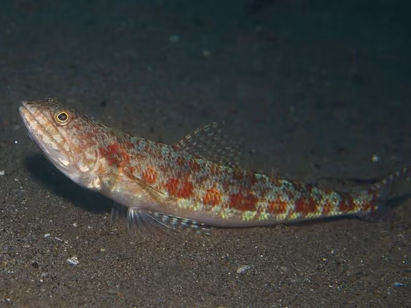 Dokumentasi Synodus variegatus