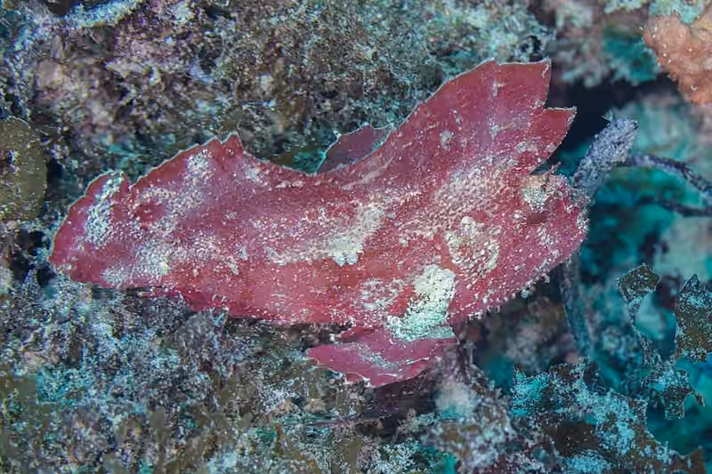 Dokumentasi Taenianotus triacanthus