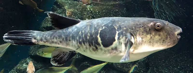 Dokumentasi Takifugu rubripes