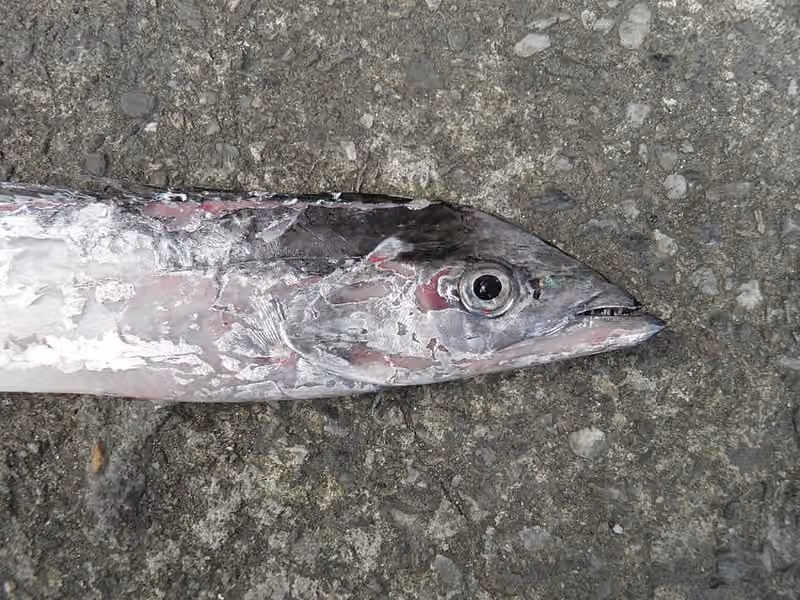 Dokumentasi Tentoriceps cristatus