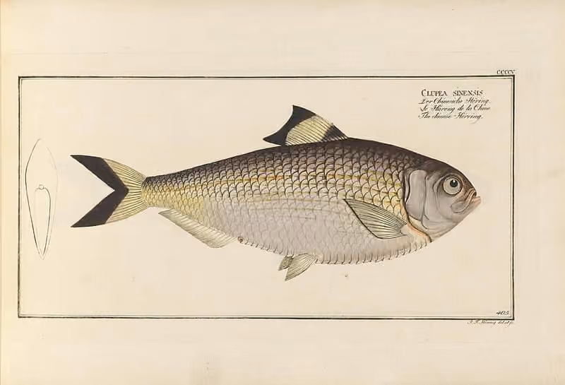 Ilustrasi dokumenter Tenualosa reevesii.