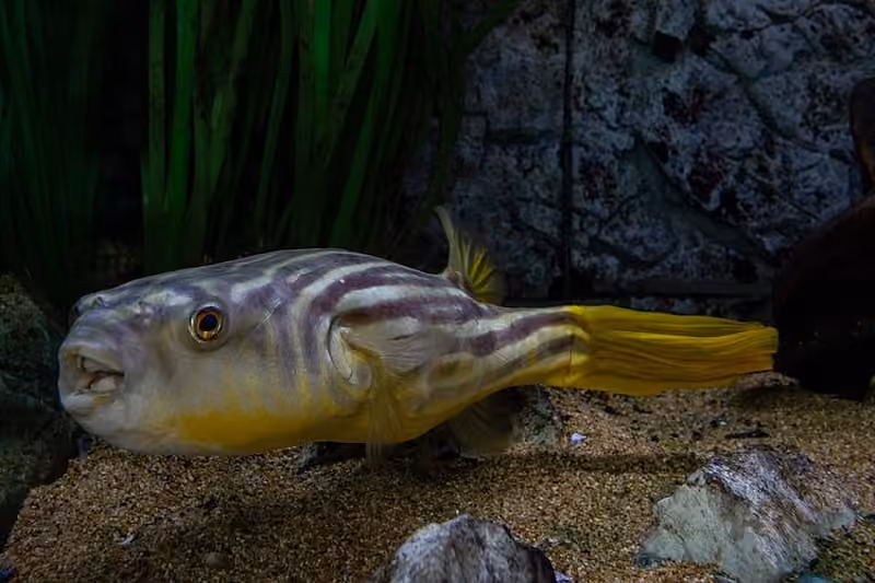 Dokumentasi Tetraodon lineatus