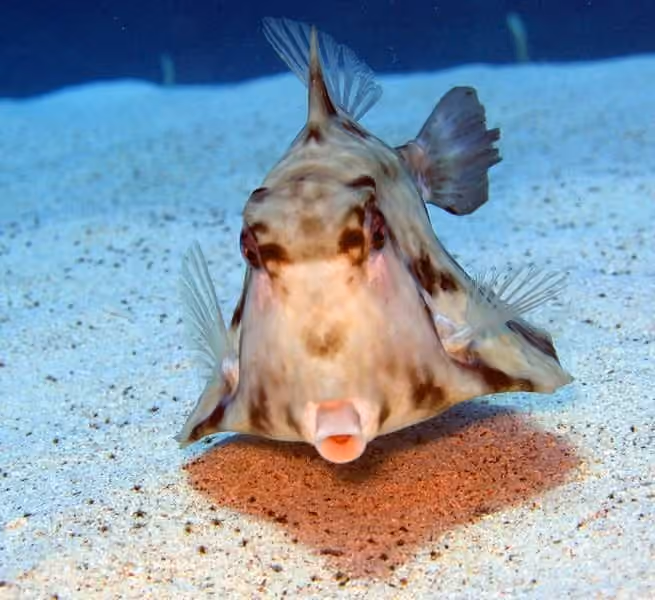 Dokumentasi Tetrosomus gibbosus