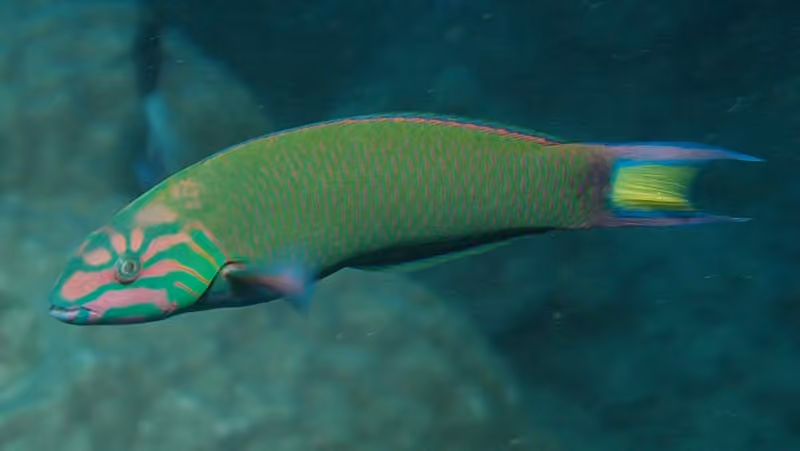 Dokumentasi Thalassoma lunare