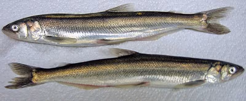 Dokumentasi Thaleichthys pacificus