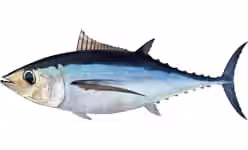Ilustrasi dokumenter Thunnus alalunga.