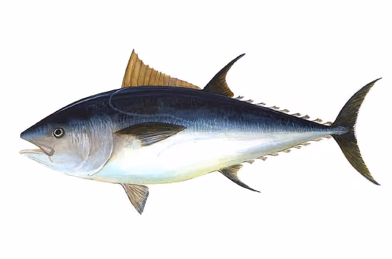 Ilustrasi dokumenter Thunnus thynnus.