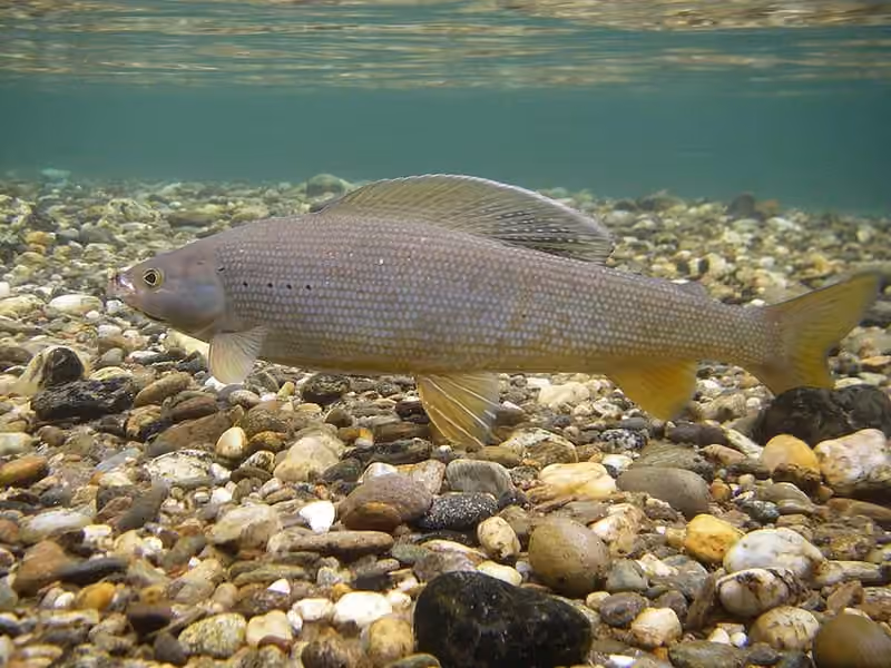 Dokumentasi Thymallus arcticus