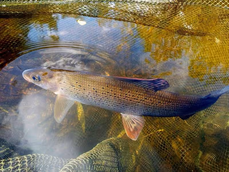 Dokumentasi Thymallus thymallus