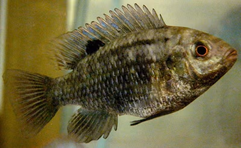 Dokumentasi Tilapia sparrmanii