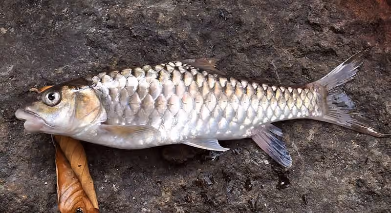 Dokumentasi Tor tambroides