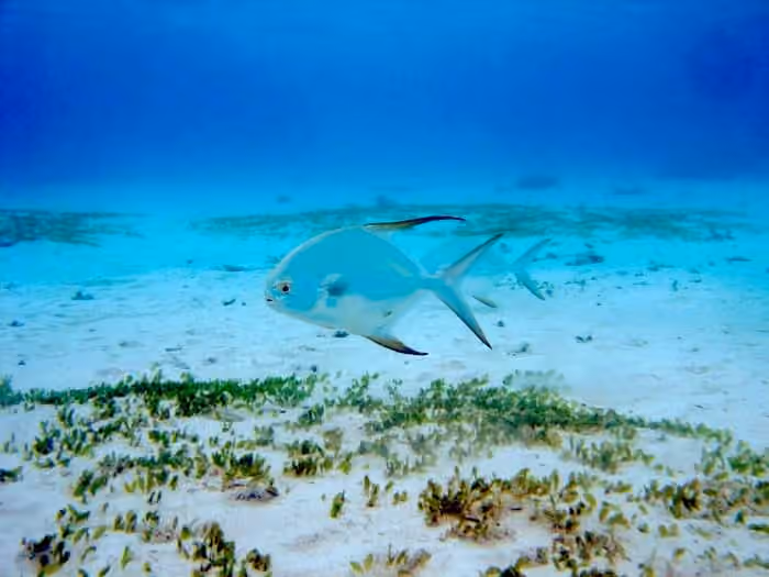 Dokumentasi Trachinotus blochii