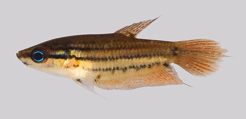 Dokumentasi Trichopsis vittata