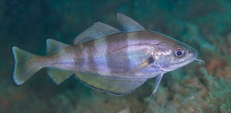 Dokumentasi Trisopterus luscus