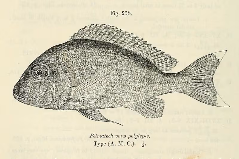 Ilustrasi dokumenter Tylochromis polylepis.