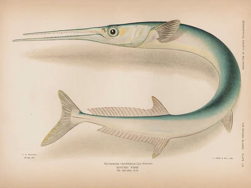 Lembar ilustrasi dokumenter Tylosurus crocodilus dengan beberapa gambar dan detail.