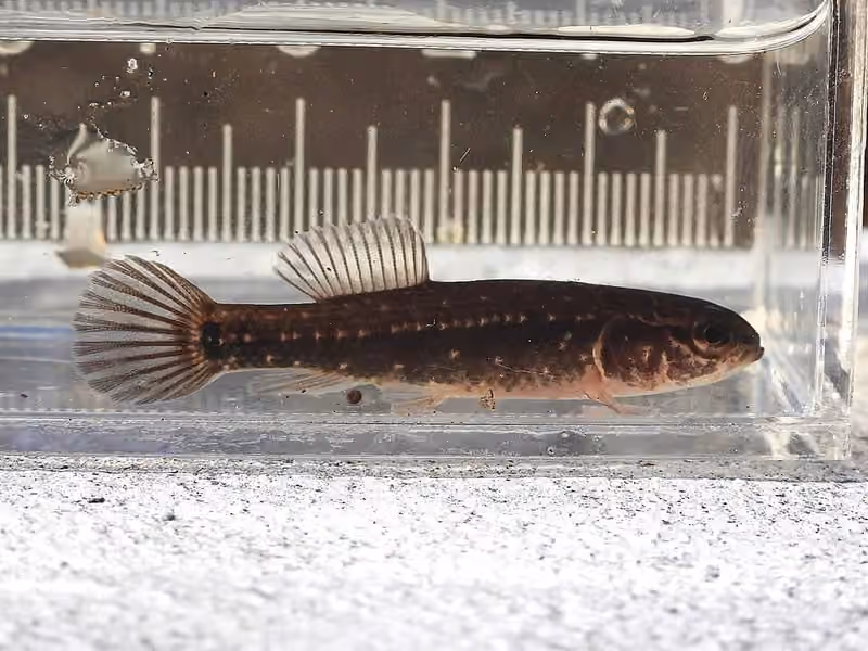 Dokumentasi Umbra pygmaea