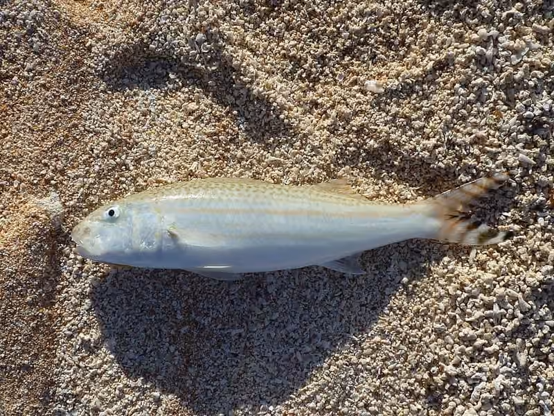 Dokumentasi Upeneus taeniopterus