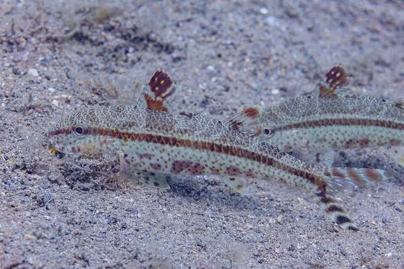 Dokumentasi Upeneus tragula