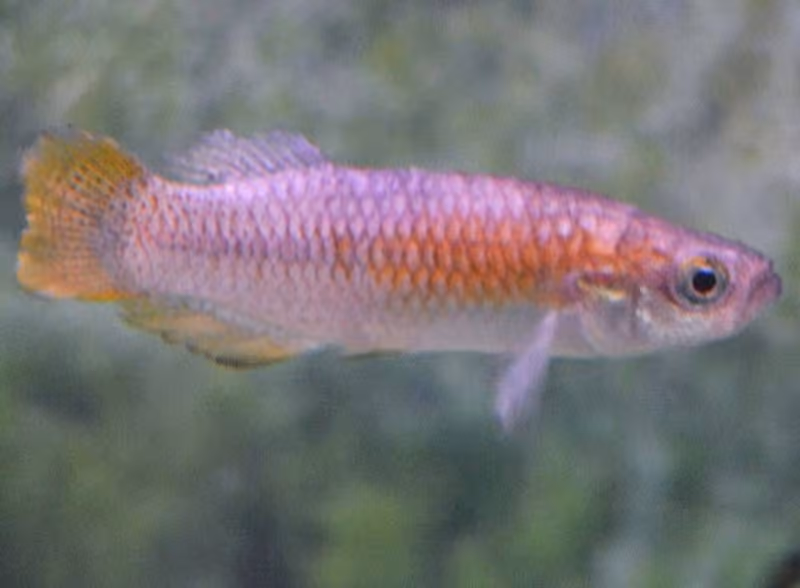 Dokumentasi Valencia hispanica