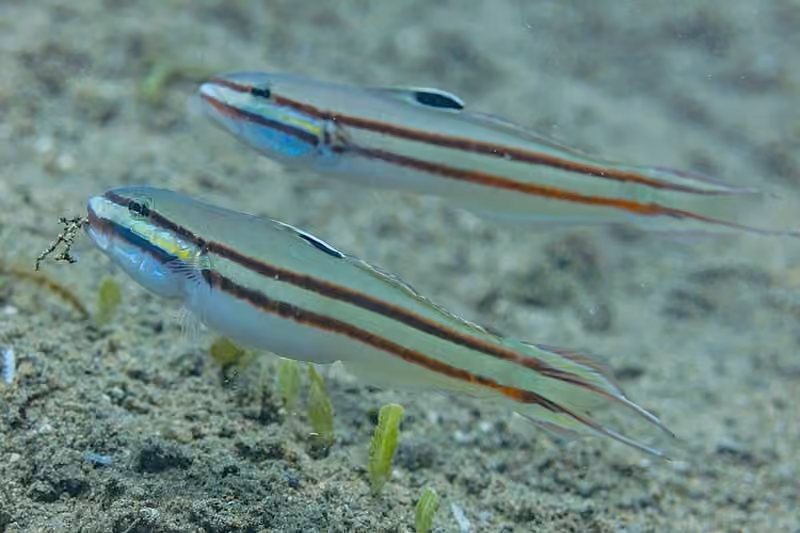 Dokumentasi Valenciennea helsdingenii