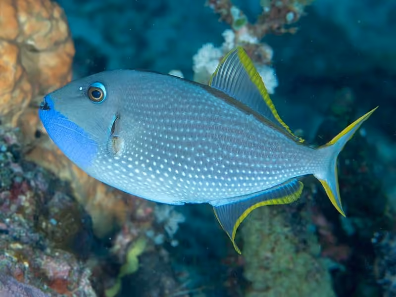 Dokumentasi Xanthichthys auromarginatus
