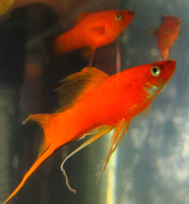 Dokumentasi Xiphophorus hellerii