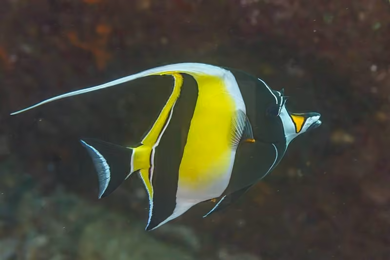 Dokumentasi Zanclus cornutus