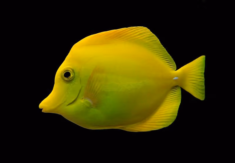 Dokumentasi Zebrasoma flavescens