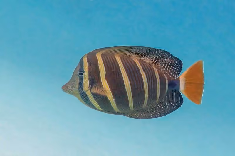 Dokumentasi Zebrasoma velifer