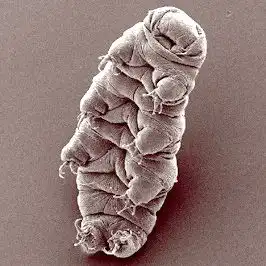 Mikrograf tardigrada dengan tubuh dan tungkai pendek.