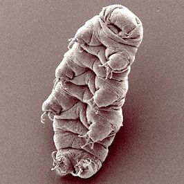 Mikrograf tardigrada dengan tubuh dan tungkai pendek.