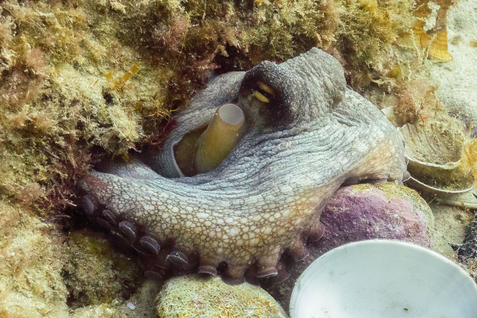 Gurita pada dasar laut berbatu.